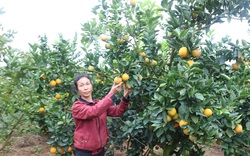 Nắm chắc kỹ thuật chăn nuôi, trồng trọt, nông dân tỉnh Sơn La nhanh khá giả