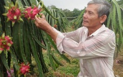 Long An: Một lão nông xuất khẩu được 27 tấn thanh long sang Hà Lan