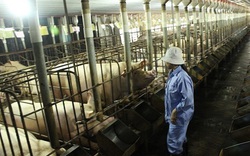 Tuần tới, buộc các doanh nghiệp giảm giá thịt lợn xuống dưới 75.000 đồng/kg?
