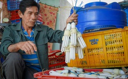 Nông dân ngừng cho thanh long ra trái