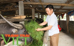 Hiệu quả mô hình nuôi trâu vỗ béo của Hội Nông dân xã Dũng Phong