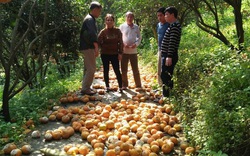 Cam Hà Giang rụng: Trên 70%, nông dân được hỗ trợ 4 triệu đồng/ha