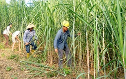 Thủ tướng: Nhà nước không bao cấp cho ngành mía đường