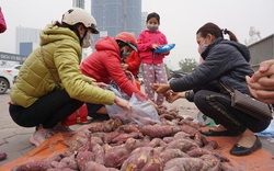 Khoai lang ngổn ngang trên vỉa hè Hà Nội, chờ khách "giải cứu"