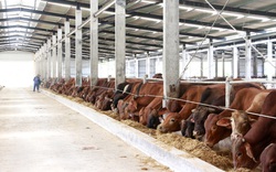 Quảng Ninh đẩy mạnh thu hút đầu tư trong chăn nuôi