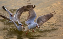Từng đàn chim hải âu tranh nhau bắt cá trên sông ở Kiên Giang