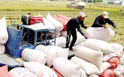 Xuất khẩu gạo “lập đỉnh” giữa cạnh tranh gay gắt