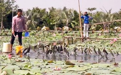 Tròn mắt với độc chiêu luyện cá lóc bay giữa hồ sen như diễn xiếc