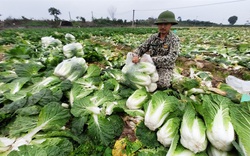 Bán 1 sào rau, mua 4 chỉ vàng