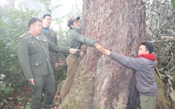 Hiệu quả công tác quản lý, bảo vệ rừng trên đỉnh Copia