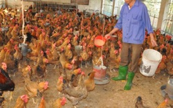 Cho gà ăn thảo dược vừa phòng cúm A/H5N1, vừa bán được giá cao