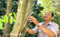 Bí quyết chưng cất tinh dầu trầm sạch xuất khẩu Hàn Quốc của lão nông