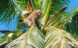 Phục sát đất chú khỉ thông minh hái hơn 20 trái dừa trong 15 phút