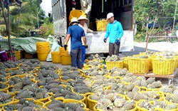 Trồng khóm VietGAP, người ăn an toàn, người trồng thêm vui