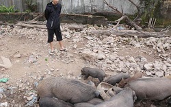 Lạ: Nuôi đàn lợn rừng giữa quận Đống Đa, thủ đô Hà Nội