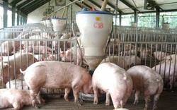 Giá heo hơi hôm nay 13/3: Bao giờ lợn hơi giảm về dưới 70.000 đ/kg?