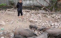 Clip: Có nên nuôi lợn rừng ở quận Đống Đa như chàng trai Hà Nội này?