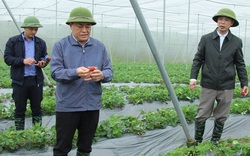 Lạng Sơn: Quan tâm đầu tư phát triển các mô hình HTX nông nghiệp, chăn nuôi 