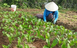 Lại Châu: Hiệu quả từ đề án phát triển sản xuất nông nghiệp hàng hóa