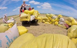 Hạn ngạch xuất khẩu gạo: Đừng đánh mất cơ hội thu lợi nhuận tốt cho nông sản