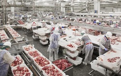 1.500 tấn thịt lợn Nga đổ bộ vào Việt Nam, sẽ phân phối ở đâu?