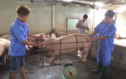 Dự kiến cận Tết 2021, người dân mới có thể mua thịt lợn 60.000/kg