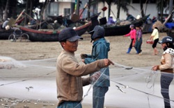 Được mùa cá trích, ngư dân xứ Thanh kiếm tiền triệu mỗi ngày