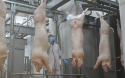 Thủ tướng giao Bộ NNPTNT phối hợp đưa giá lợn hơi xuống dưới 75.000 đồng/kg