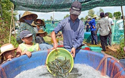 Những vụ tôm ngàn tấn ở Cà Mau: Người là tỷ phú, kẻ "ôm" cục nợ