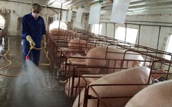 Giá heo hơi hôm nay 7/3: Chính phủ yêu cầu 3 Bộ kiểm soát giá lợn