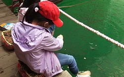 Đến vịnh Uy Phong trải nghiệm kiểu mát-xa cá có một không hai