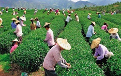 Đài Loan tiếp nhận lao động ngành nông nghiệp từ đầu năm nay