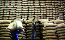 Covid – 19: Vừa phục hồi xuất khẩu, giá gạo Ấn Độ “lập đỉnh” 380 USD/tấn