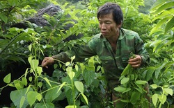 Nông dân Lạng Sơn "biến" rau dại trên núi thành rau đặc sản nức tiếng