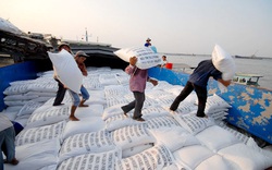 Để xuất khẩu 80.000 tấn gạo/năm sang EU, doanh nghiệp cần chủ động