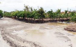 Cà Mau: Bơm bùn "cứu" đê khiến nước mặn xâm nhập gây cá chết