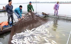 Cá sông Mã chết hàng loạt: Do hoạt động sản xuất