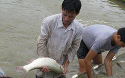 Ở nơi này, dân khá giả lên nhờ nuôi cá to bự chuẩn VietGAP