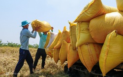 Thủ tướng đồng ý bỏ hạn ngạch, cho xuất khẩu gạo bình thường trở lại từ 1/5