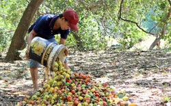 Ngành điều gặp hạn vì dịch Covid-19, nông dân không buồn đi mót quả