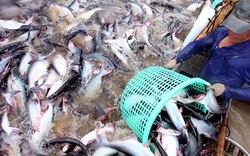 Cá tra Việt: Giá giảm nhưng vẫn còn cơ hội "vực dậy"