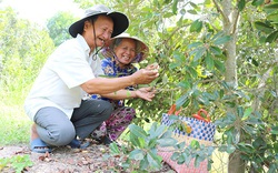 Đồng Tháp: Trồng thứ cà na lạ, ra trái bé tí, chỉ để ăn vặt mà bán chạy như tôm tươi