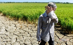Trung Quốc bị nghi giữ nước gây hạn, dự báo năng suất lúa gạo Việt Nam giảm hơn 3%