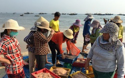 Quảng Nam: Mỗi ngày trúng cả tấn ruốc đỏ au, ngư dân bỏ túi hàng chục triệu đồng 