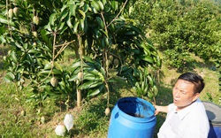 "Chiêu độc" bắt vườn xoài 7ha ra trái rải vụ, lúc nào cũng trĩu trịt quả to nặng cả kg