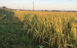 Hai giống lúa sai trĩu trịt, cho năng suất vượt trội 8-9 tạ/sào ở Đắk Lắk là lúa gì?