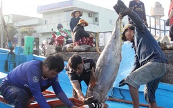 Trung Quốc ngang nhiên cấm đánh bắt cá trên biển Đông, Bộ NNPTNT động viên ngư dân vươn khơi