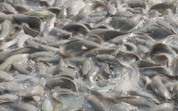 Hậu Giang: Nuôi dày đặc loài cá trê vàng, dịch covid, hạn mặn "bủa vây" vẫn bắt trăm tấn, bán giá cao