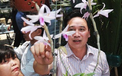 Choáng những giỏ lan đột biến hiếm thấy ở Hà Nội, giá hàng trăm triệu