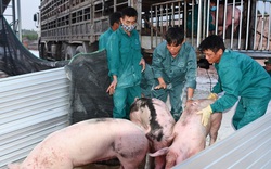 Đón 250 con lợn bố mẹ đầu tiên nhập khẩu về Việt Nam lúc rạng sáng